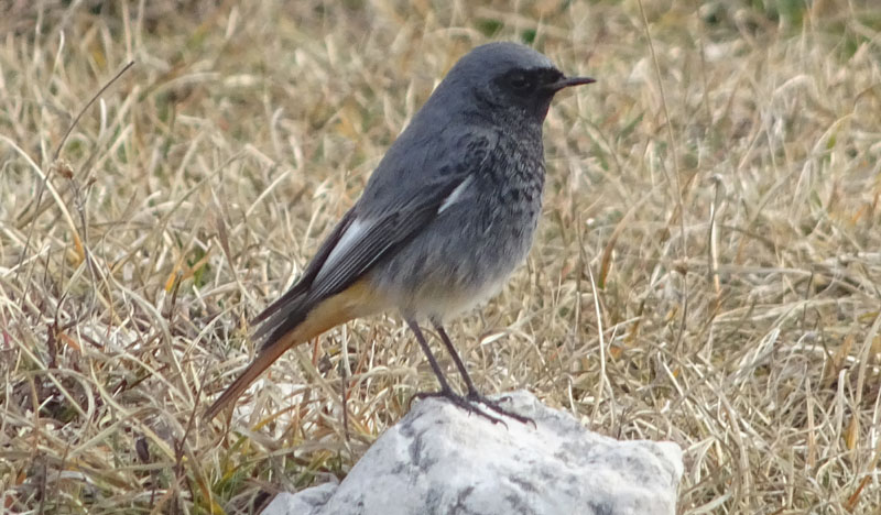 Phoenicurus ochruros - Muscicapidae